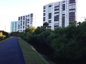 This is a photo of the berm between the condo buildings and the mangroves.