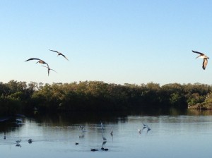 There is lots of wildlife in Pelican Bay's mangroves – notably for visitors, birds and alligators.