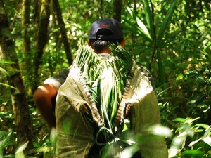 Maya Biosphere Reserve